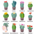 Set with 16 different succulents for interior decorating with real latin names. Cactuses in flower pots isolated on white