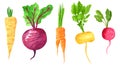 Set of different taproot vegetables, hand drawn watercolor illustration. Parsnip, beetroot, carrot, turnip, radish