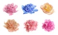 Set of different tender peonies on white. Fragrant spring flowers Royalty Free Stock Photo