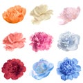 Set of different tender peonies. Fragrant spring flowers Royalty Free Stock Photo