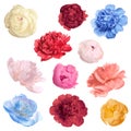 Set of different tender peonies. Fragrant spring flowers Royalty Free Stock Photo