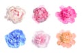 Set of different tender peonies. Fragrant spring flowers Royalty Free Stock Photo