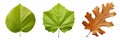 Set of different tree leaves is carved on a transparent background. Tilia, marple and oak leaves on a white background