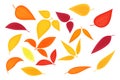 Set of different trees autumn leaves and sprigs isolated on white background. Colorful autumn leaves in cartoon, flat style. Royalty Free Stock Photo