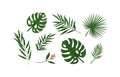 Set of different tropical green leaves or branches vector flat illustration. Collection of natural exotic foliage of Royalty Free Stock Photo