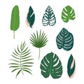 Set of different tropical leaves