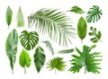 Set of different tropical leaves