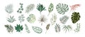 Set of Different tropical leaves vector drawings. Royalty Free Stock Photo