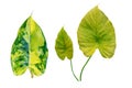 Set of different tropical leaves on white background.fresh green leaf. Royalty Free Stock Photo