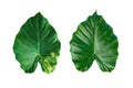 Set of different tropical leaves on white background.fresh green leaf. Royalty Free Stock Photo