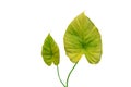 Set of different tropical leaves on white background.fresh green leaf. Royalty Free Stock Photo