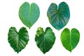 Set of different tropical leaves on white background.fresh green leaf. Royalty Free Stock Photo