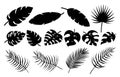 Set of different tropical palm leaves, jungle Monstera, Calathea, banana leaves. Exotic collection of silhouette plants. Hand Royalty Free Stock Photo