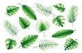 Set of different tropical palm leaves, jungle Monstera, Calathea, fern leaves. Exotic collection of green gradient plant. Hand Royalty Free Stock Photo