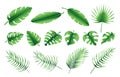 Set of different tropical palm leaves, jungle Monstera, Calathea, fern leaves. Exotic collection of green gradient plant. Hand