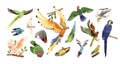 Set of different tropical parrots vector illustration. Collection of colored birds with feathers and wings isolated on