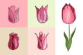 Set with different tulips. Various sorts and shapes on white