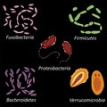 Set of different types of bacterias of human microbiome on black background, vector illustration