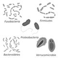 Set of different types of bacterias of human microbiome, black and white vector illustration