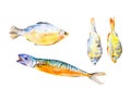 Set of different types of fish. Watercolor illustration isolated on white background
