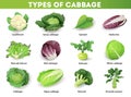 Set with different types of cabbage with inscriptions, isolated on white background. Cruciferous vegetables cartoon