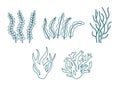 Set of different underwater sea plant, seaweed and algae contour. Edible seaweed and leaves. Plants of aquarium. Vector