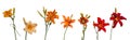 Set of different varieties of orange daylilies Royalty Free Stock Photo