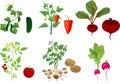 Set of different vegetable plants with fruits on white background