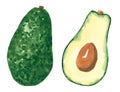 Set of different vegetables, hand drawn watercolor illustration. Avocado.