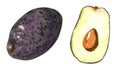 Set of different vegetables, hand drawn watercolor illustration. Avocado.