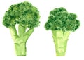 Set of different vegetables, hand drawn watercolor illustration. Broccoli.