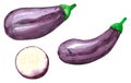 Set of different vegetables, hand drawn watercolor illustration. Eggplant. Royalty Free Stock Photo