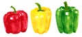 Set of different peppers, hand drawn watercolor illustration. Pepper