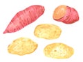 Set of different vegetables, hand drawn watercolor illustration. Potato and sweet potato. Royalty Free Stock Photo
