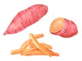 Set of different vegetables, hand drawn watercolor illustration. Sweet potato and french fries. Royalty Free Stock Photo