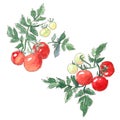 Set of different vegetables, hand drawn watercolor illustration. Tomato with leaves on a branch.