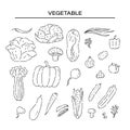 Set different vegetables line doodle icons. Varieties cabbage and other plant foods vector sketch black isolated