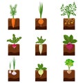 Set of different vegetables plant growing underground: carrot, onion, potatoes, radish, daikon, beet, garlic, celery