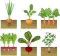 Set of different vegetables plant showing root structure below ground level on white background Royalty Free Stock Photo