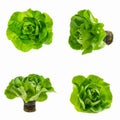 Set of different viewing angles of Butterhead lettuce or Bibb, Boston, Arctic King salad isolated on white. Plant in Royalty Free Stock Photo