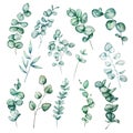 Set of different watercolor eucalyptus round leaves and branches