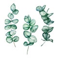 Set of different watercolor eucalyptus round leaves and branches Royalty Free Stock Photo