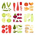 Set of whole and sliced vegetables. Vector illustration on white background.