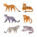 Set of different wild cats. Cheetah, cerval, leopard, lynx, bobcat, jaguar, manul cartoon vector illustration