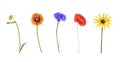 Set of different wild flowers isolated on white background Royalty Free Stock Photo