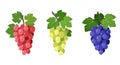 Set of different wine grapes branches with leaves Royalty Free Stock Photo