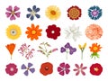 Set of different flowers decoration on white background