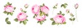 Set of differents roses on white background. Royalty Free Stock Photo