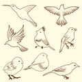 Set of differnet sketch bird