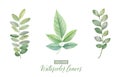 Set of digital watercolor painting branches with green leaves 2